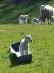 FZ003917 Lamb in trough.jpg